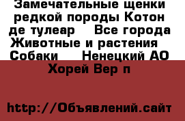 Замечательные щенки редкой породы Котон де тулеар  - Все города Животные и растения » Собаки   . Ненецкий АО,Хорей-Вер п.